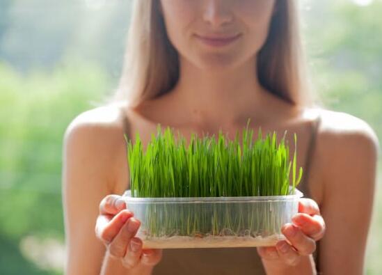 How to use wheatgrass powder for skin How to use wheatgrass powder for skin