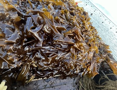 Kelp vs Seaweed: principais diferenças, benefícios, usos e qual é o melhor?