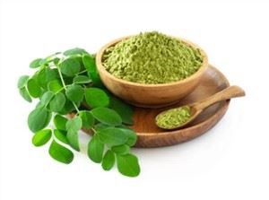Moringa em pó para venda