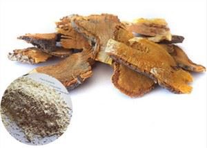 Extrato raiz de Polígono Cuspidatum