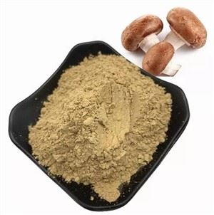Pó de cogumelo shiitake liofilizado