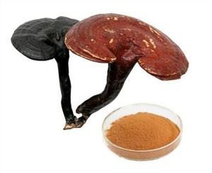 Pó de esporo ganoderma lucidum