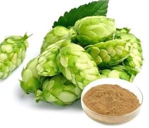 Extrato de Humulus Lupulus