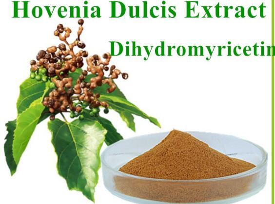 Melhor pó extrato de Hovenia Dulcis