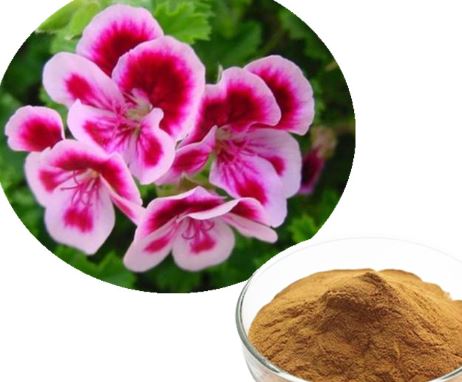 Extrato de Pelargonium Sidoides