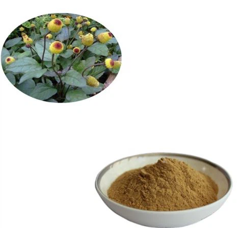 Pó de extrato de Acmella spilanthes