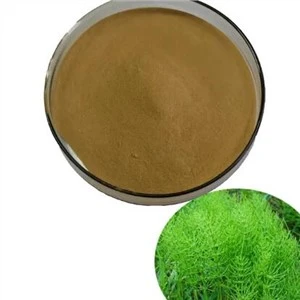 cavalinha sílica